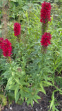 Scharlaken Lobelia (rood) - Lobelia cardinalis