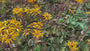 Kruiskruid - Ligularia dentata 'Desdemona'