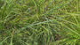 Gewone bermzegge - Carex spicata
