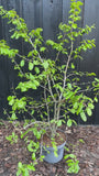 C15 pot