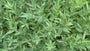 Biologisch Blauwe ster - Amsonia 'Blue Ice'