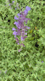 Kattenkruid (hoge soort 70 cm) - Nepeta x faassenii 'Six Hills Giant'