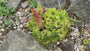 Donderblad - Sempervivum tectorum