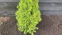 Canadese spar - Picea glauca 'Conica' - Compacte minikerstboom