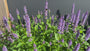 Biologisch Dropplant - Agastache 'Blue Fortune'