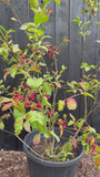 Wilde kardinaalsmuts - Euonymus europaeus 'Red Cascade'
