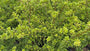 Japanse hulst - Ilex crenata 'Convexa'