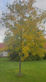 Gele valse Christusdoorn - Gleditsia triacanthos 'Sunburst' hoogstam