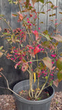 Wilde kardinaalsmuts - Euonymus europaeus 'Red Cascade'