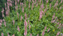 Adderwortel / Duizendknoop (Roze, Hoogte 60-80 cm) - Persicaria bistorta