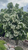 Japanse grootbloemige Kornoelje - Cornus kousa