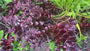 Hemelsleutel - Sedum seduction 'Cherry Chocolate'