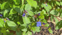 Viltige hoornbloem - Cerastium tomentosum