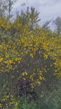 Brem (Inheems) - Cytisus praecox TIP