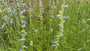 Salie (Hoge soort 150 cm) - Salvia Uliginosa