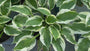 Hartlelie - Hosta 'Patriot'