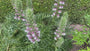 Doornige berenklauw - Acanthus spinosus