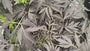 Zwarte Vlier - Sambucus nigra 'Black Lace'