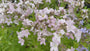 Klokjesbloem - Campanula lactiflora 'Loddon Anna'