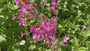 Dagkoekoeksbloem - Silene dioica