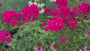 Vlambloem / Flox (Hoogte 90 cm, Rood) - Phlox 'Starfire'