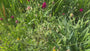 Beemdkroon - Knautia macedonica