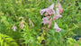 Slangenkop - Penstemon 'Apple Blossom'