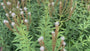 Zwarte ereprijs - Veronicastrum virginicum 'Roseum'