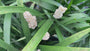 Witte Leliegras - Liriope muscari 'Monroe white'