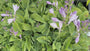 Hartlelie - Hosta 'Blue Cadet'