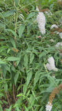 Vlinderstruik (wit) - Buddleja davidii 'White Profusion'