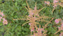 Spierstruik - Astilbe 'Hennie Graafland'