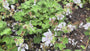 Ooievaarsbek - Geranium renardii