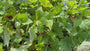 Purperklokje - Heuchera villosa