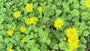 Valkruid - Arnica montana