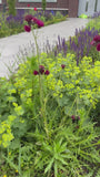 Biologisch Fraaie Vrouwenmantel - Alchemilla mollis