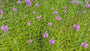 Scharnierbloem (roze/rood) - Physostegia virginiana 'Bouquet Rose'