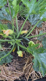 Courgette - Cucurbita pepo