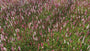 Adderwortel / Duizendknoop (Roze, Hoogte 60-80 cm) - Persicaria bistorta