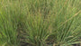 Biologisch Pijpestrootje - Molinia caerulea 'Heidebraut'