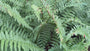 Biologisch Mannetjesvaren - Dryopteris filix-mas