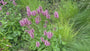 Biologisch Ezelsoor - Stachys byzantina