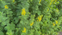Grote wederik - Lysimachia vulgaris
