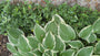 Bonte Hartlelie - Hosta 'Undulata Albomarginata'