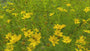 Meisjesogen - Coreopsis verticillata