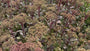 Bleke hemelsleutel - Sedum telephium 'Atropurpureum'