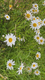 Gewone margriet - Leucanthemum vulgare 'Maikönigin'