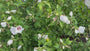 Heemstroos (rood) - Hibiscus syriacus 'Red Heart'