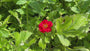 Nagelkruid (Rood) - Geum chiloense 'Mrs Bradshaw'