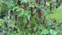 Fazantenbes - Leycesteria formosa